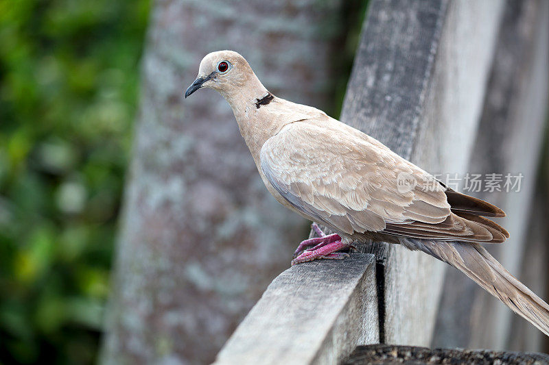 欧亚领鸽(Streptopelia decaocto)特写肖像